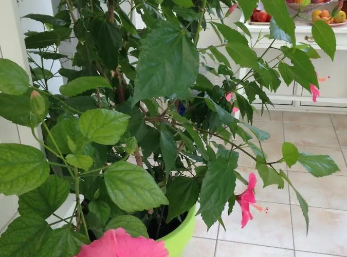 La Colbert Гостевой дом 3*